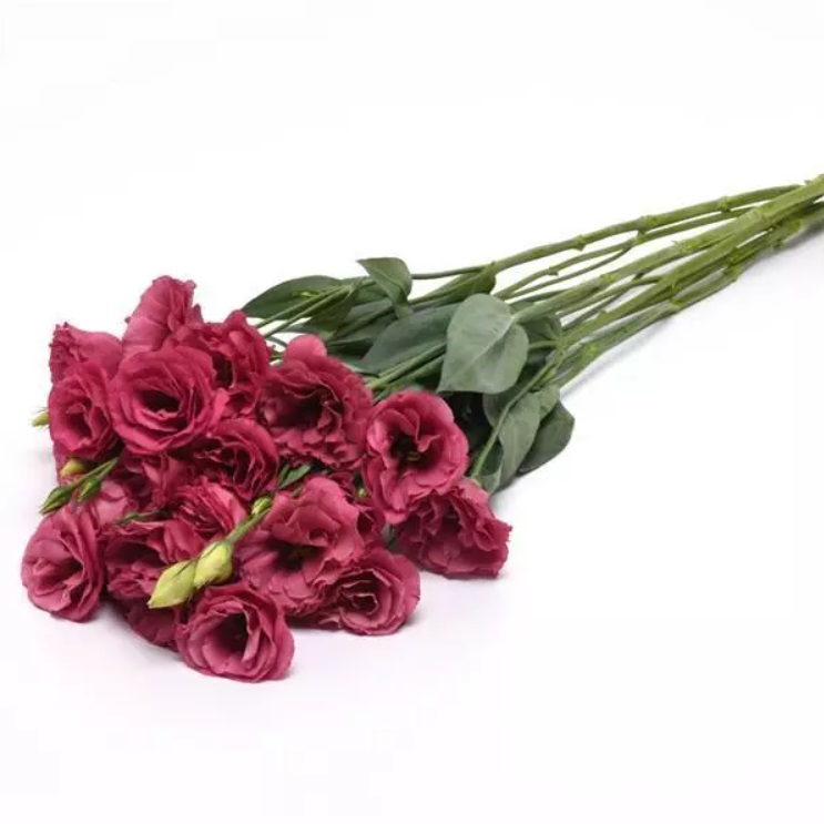 LISIANTHUS, CUT FLOWER DOUBLE, ABC 2 Rose, 20 semien